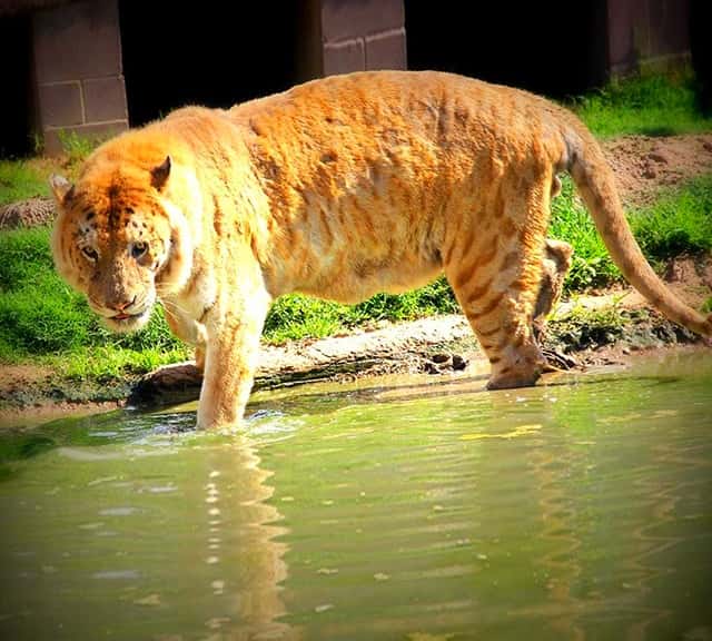 Tiliger at Wynnewood Zoo, Oklahoma, USA.