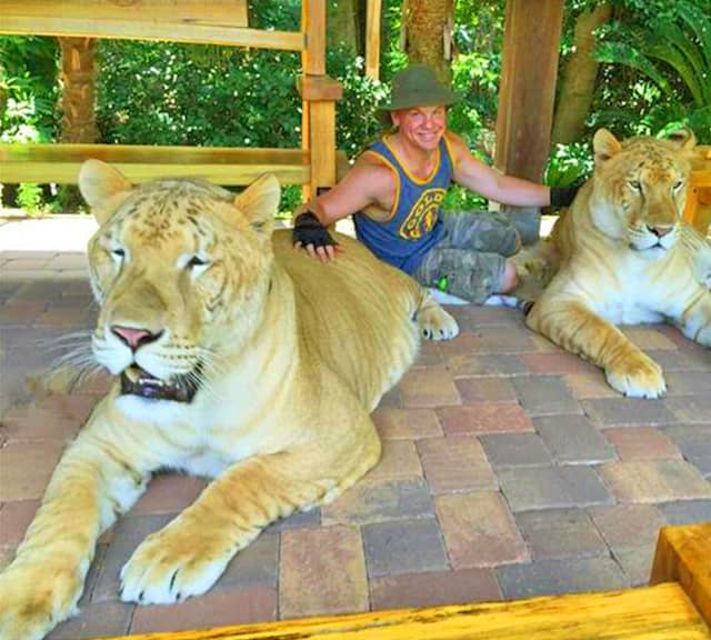 White Ligers may have a huge size because of its white color in its genetics.