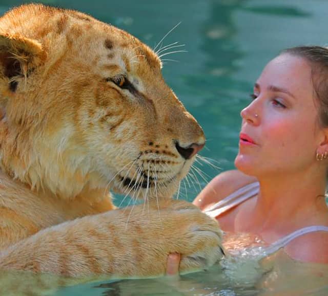 White Liger with Moksha Bybee.