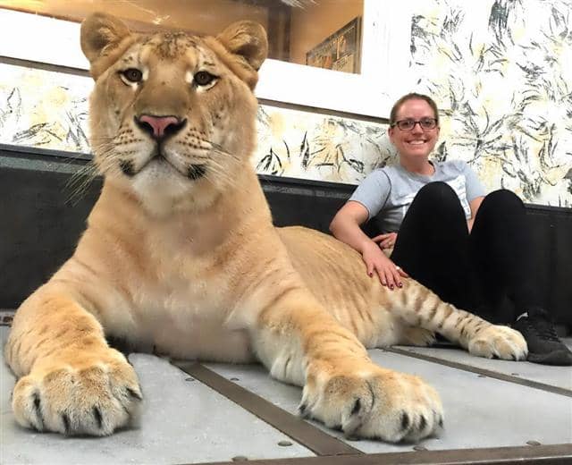 White Liger Yeti at Myrtle Beach Safari in South Carolina.