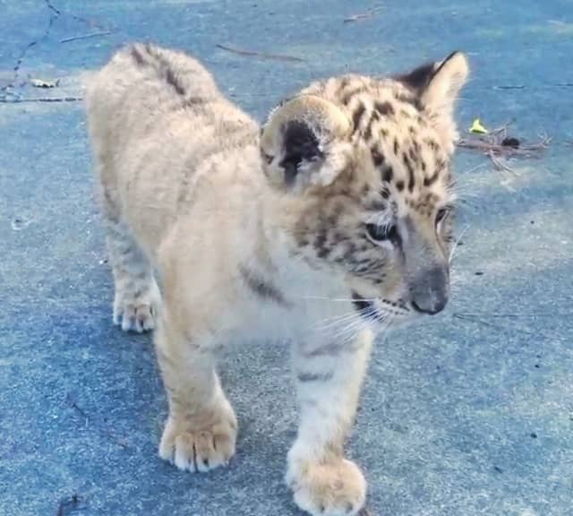 White Ligers at birth had light brown or creamish color.