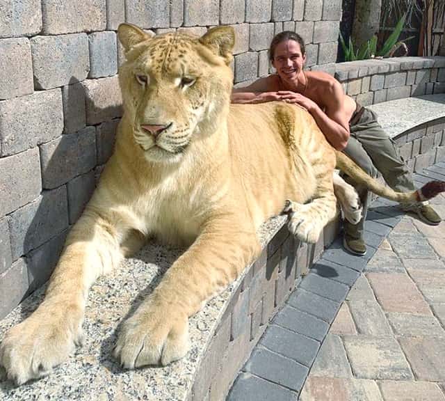 White Ligers maintain light brown colored fur even when they get fully grown.