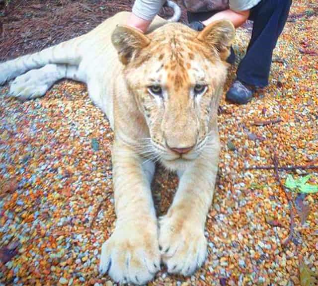 White Ligers are classified as the specific type of the ligers.