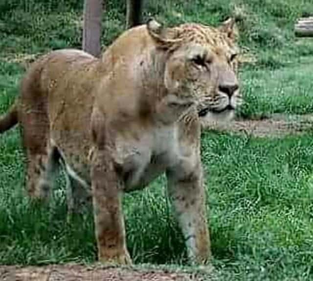 Liliger Baco at Wynnewood Zoo, Oklahoma, USA.