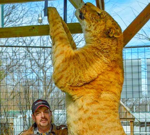 Wynnewood Zoo has world's first male liliger.