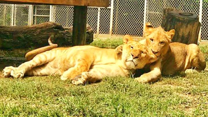 Spacious Liger enclosure at the Zoological Wildlife Foundation.