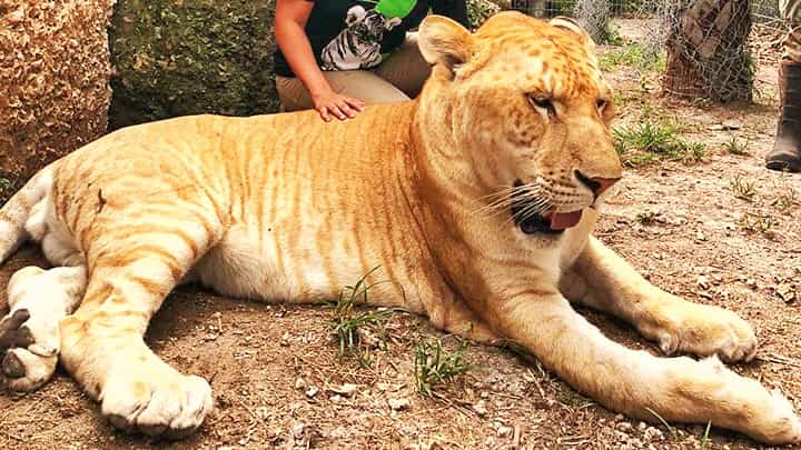 Visitors' interaction with the Liger at the Zoological Wildlife Foundation.