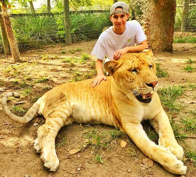 Zeus the liger at the Zoological Wildlife Foundation.