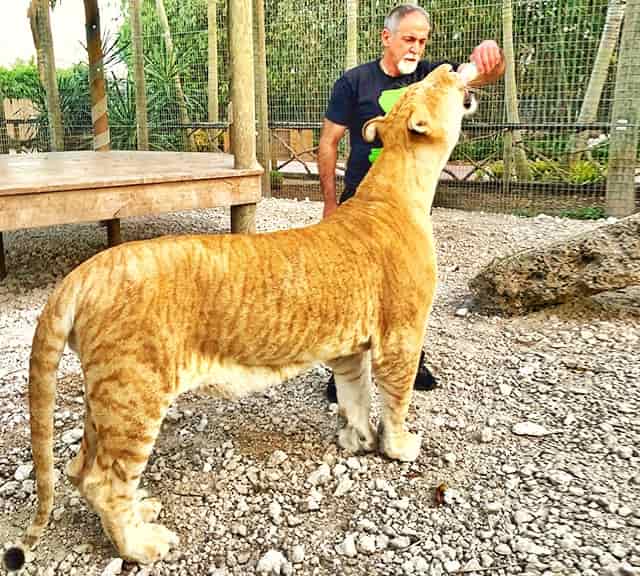 Ligers at the Zoological Wildlife Foundation, Miami, Florida, USA.