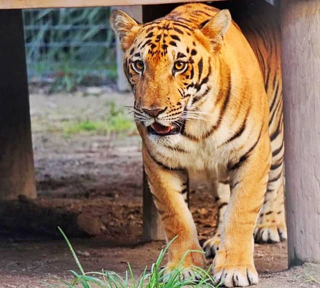 Ti-Liger at the Zoological Wildlife Foundation.