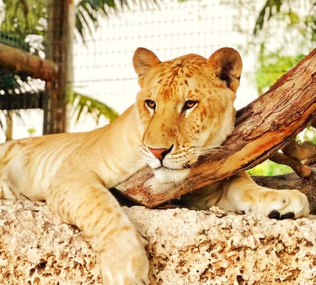 Popularity of the Zoological Wildlife Foundation because of the ligers.